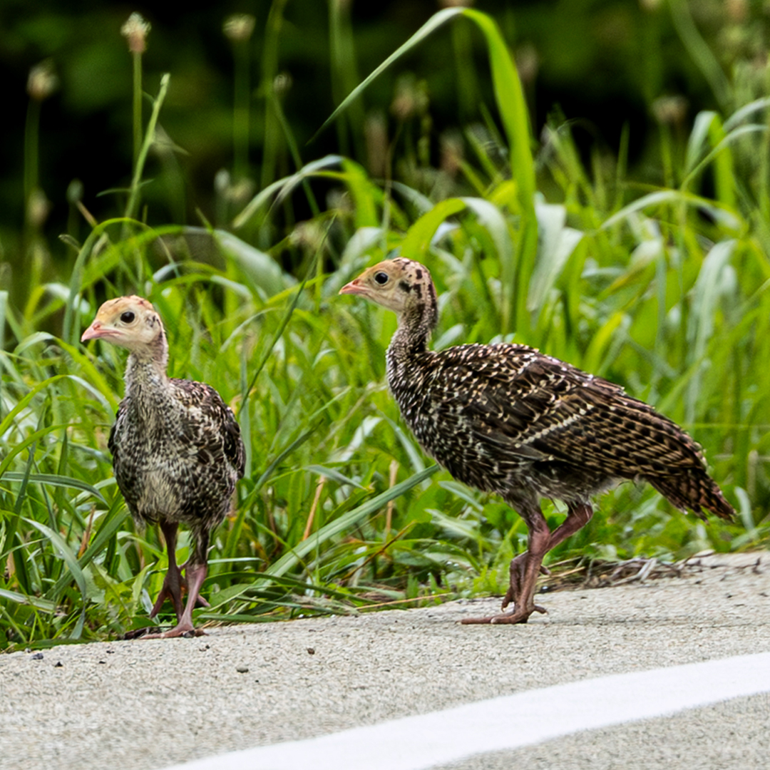 Turkey poults on the edge of a road